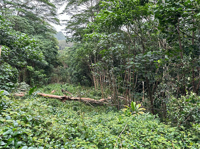 Albizia Tree Vegetation